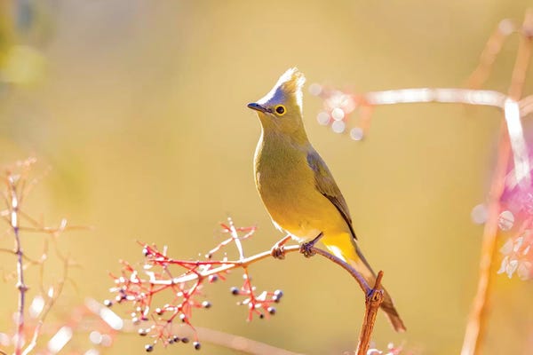 Central America: Central America, Costa Rica. Female long-tailed silky-flycatcher. by Jaynes Gallery