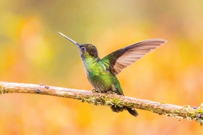 Central America, Costa Rica. Female talamanca hummingbird on limb. by Jaynes Gallery canvas print