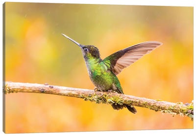 Central America, Costa Rica. Female talamanca hummingbird on limb. Canvas Art Print - Central America
