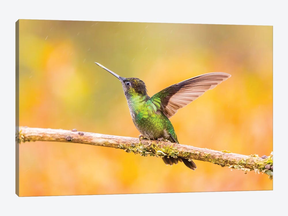 Central America, Costa Rica. Female talamanca hummingbird on limb. by Jaynes Gallery 1-piece Canvas Print