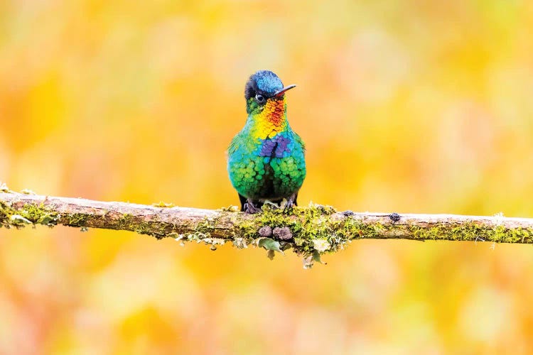 Central America, Costa Rica. Male fiery-throated hummingbird.