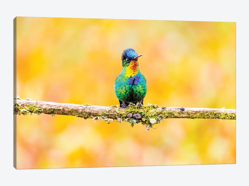 Central America, Costa Rica. Male fiery-throated hummingbird. by Jaynes Gallery 1-piece Canvas Artwork