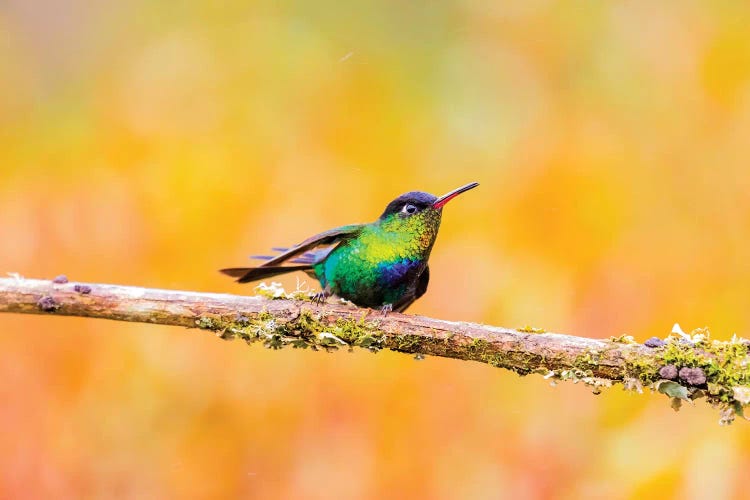 Central America, Costa Rica. Male fiery-throated hummingbird.