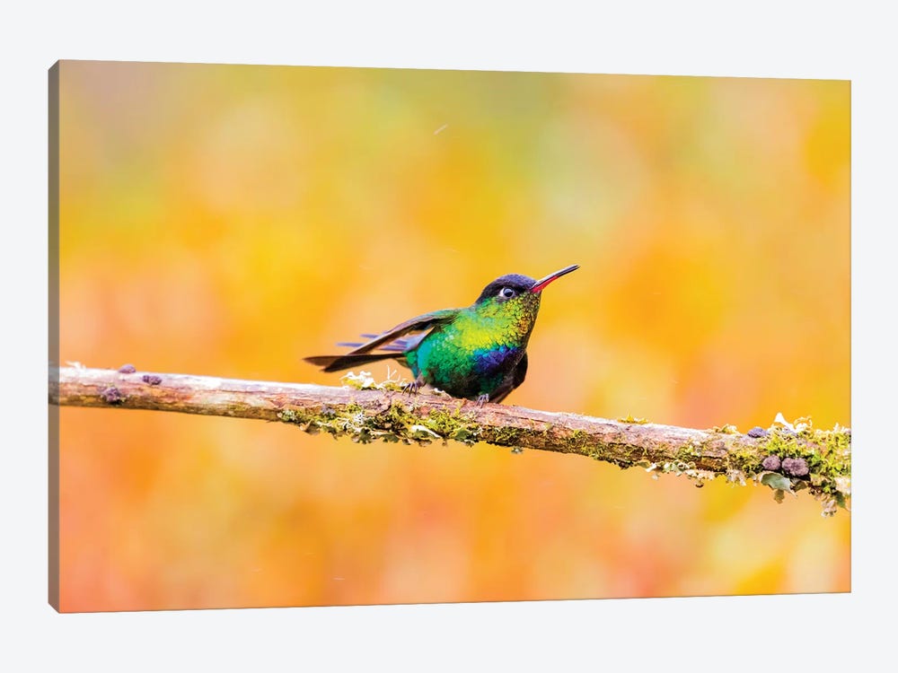 Central America, Costa Rica. Male fiery-throated hummingbird. by Jaynes Gallery 1-piece Art Print