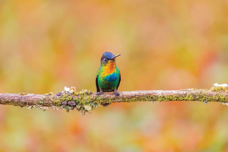 Central America, Costa Rica. Male fiery-throated hummingbird.