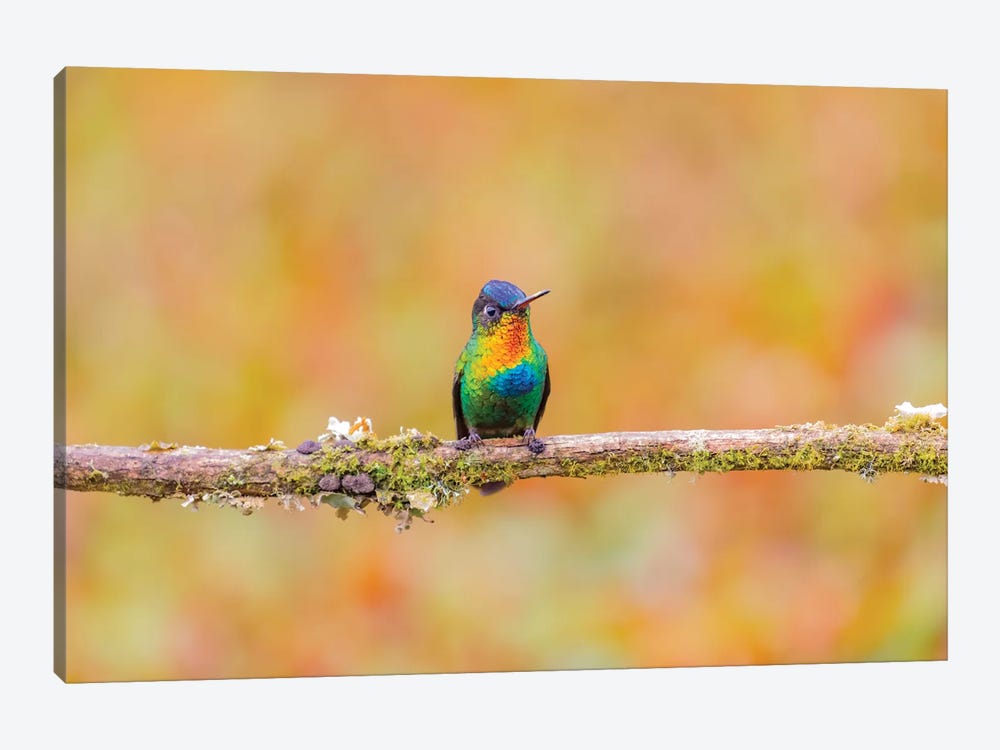 Central America, Costa Rica. Male fiery-throated hummingbird. by Jaynes Gallery 1-piece Canvas Wall Art
