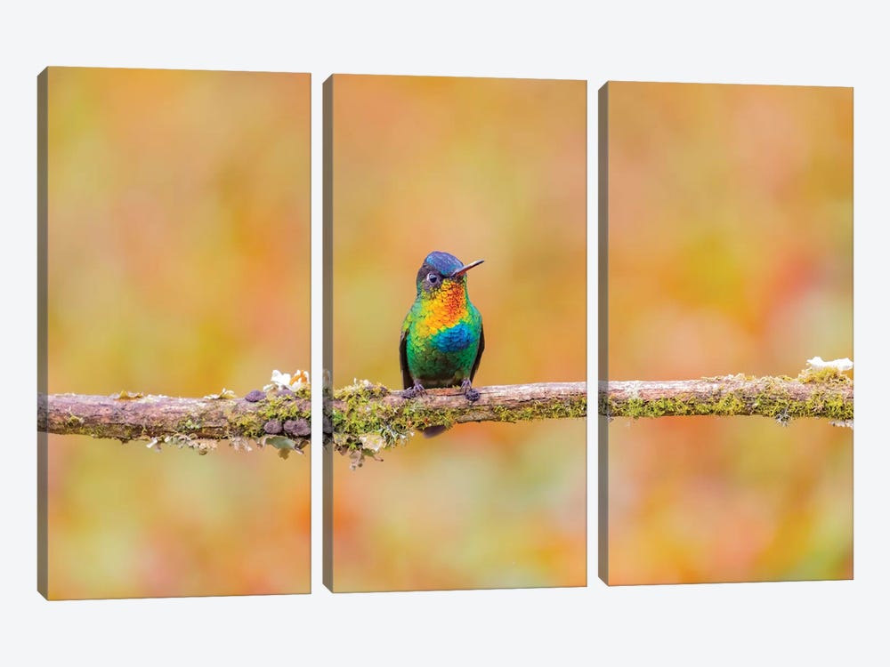 Central America, Costa Rica. Male fiery-throated hummingbird. by Jaynes Gallery 3-piece Canvas Wall Art