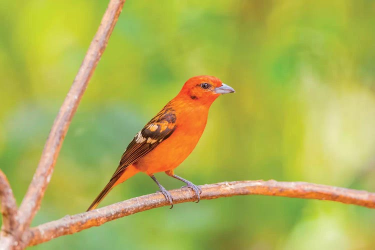 Central America, Costa Rica. Male flame-colored tanager.