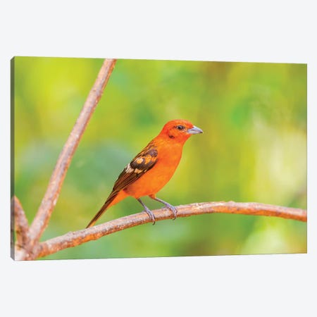 Central America, Costa Rica. Male flame-colored tanager. Canvas Print #JYG518} by Jaynes Gallery Canvas Print