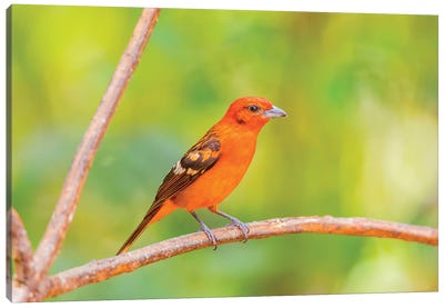 Central America, Costa Rica. Male flame-colored tanager. Canvas Art Print - Central America