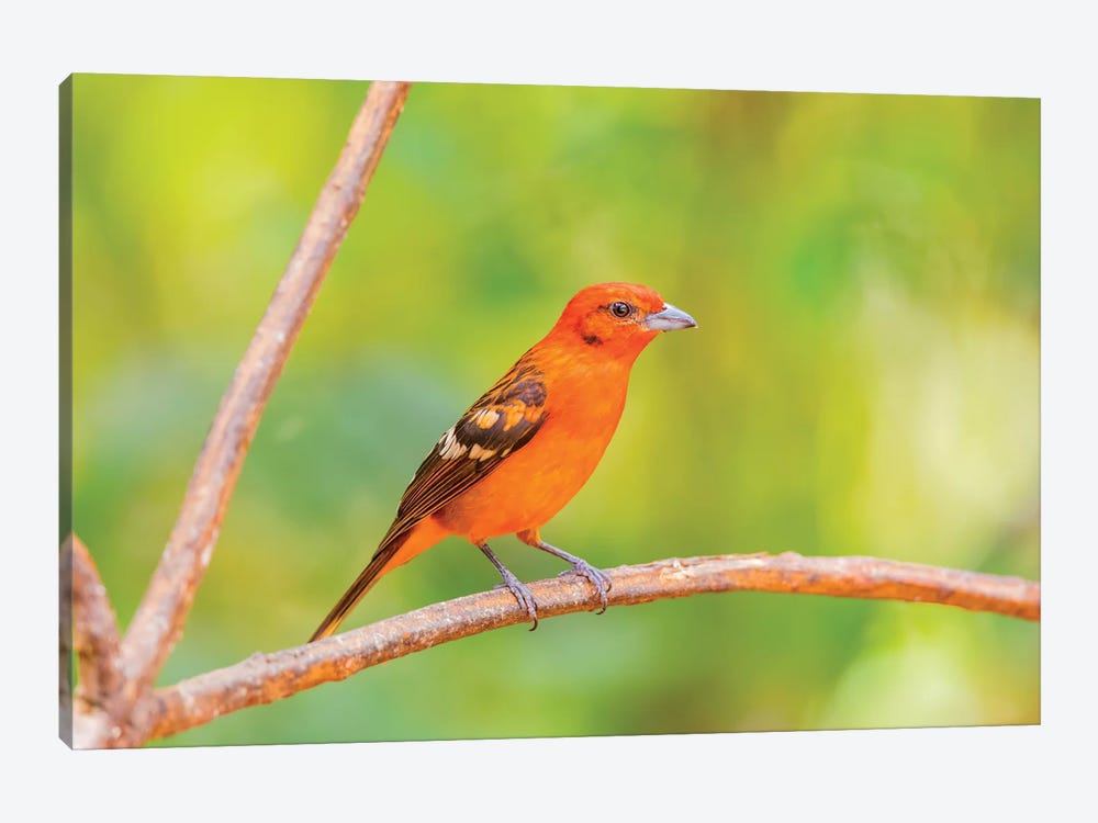 Central America, Costa Rica. Male flame-colored tanager. by Jaynes Gallery 1-piece Art Print