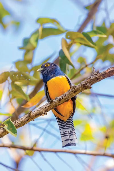Costa Rica: Central America, Costa Rica. Male gartered trogon. by Jaynes Gallery