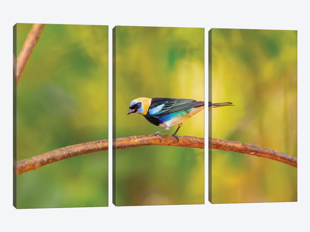 Central America, Costa Rica. Male golden-hooded tanager. by Jaynes Gallery 3-piece Canvas Wall Art