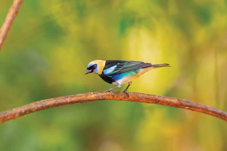 Central America, Costa Rica. Male golden-hooded tanager.