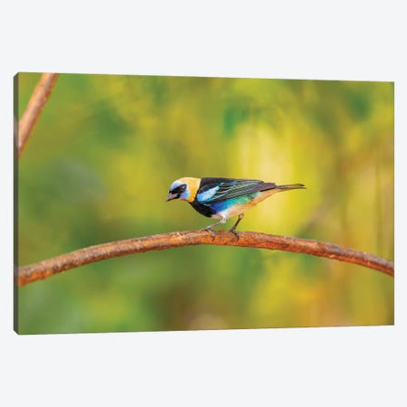 Central America, Costa Rica. Male golden-hooded tanager. Canvas Print #JYG520} by Jaynes Gallery Canvas Art