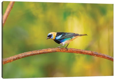Central America, Costa Rica. Male golden-hooded tanager. Canvas Art Print - Central America