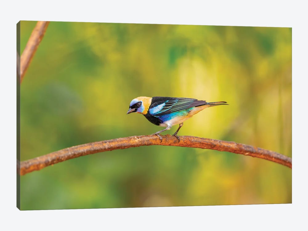Central America, Costa Rica. Male golden-hooded tanager. by Jaynes Gallery 1-piece Canvas Art