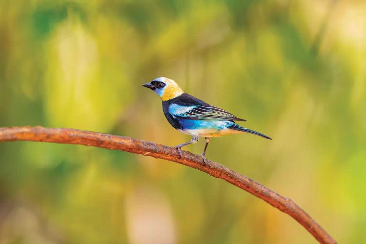 Central America, Costa Rica. Male golden-hooded tanager.