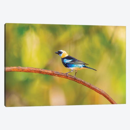 Central America, Costa Rica. Male golden-hooded tanager. Canvas Print #JYG521} by Jaynes Gallery Canvas Wall Art