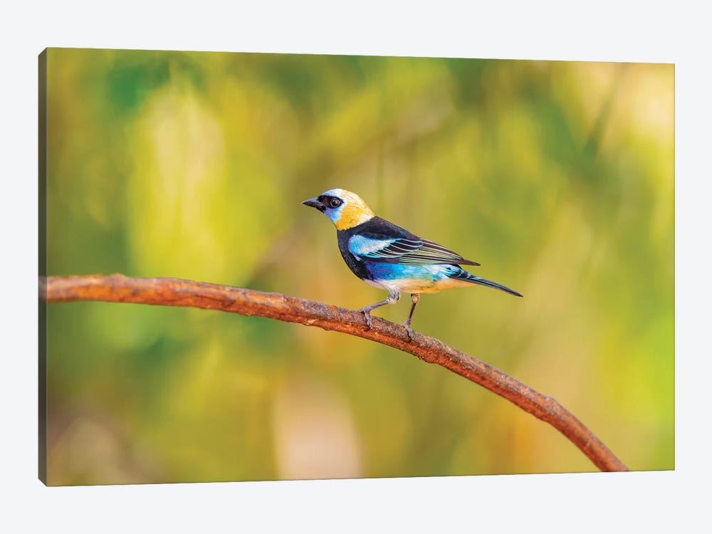 Central America, Costa Rica. Male golden-hooded tanager. by Jaynes Gallery 1-piece Canvas Art Print
