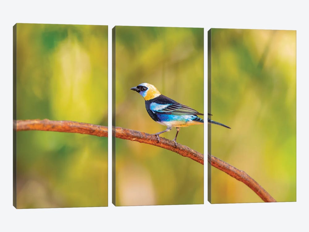 Central America, Costa Rica. Male golden-hooded tanager. by Jaynes Gallery 3-piece Canvas Art Print