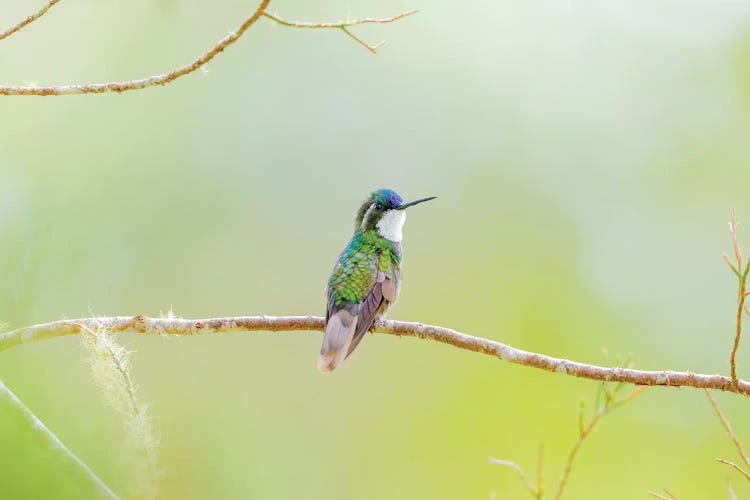 Central America, Costa Rica. Male grey-tailed mountaingem.