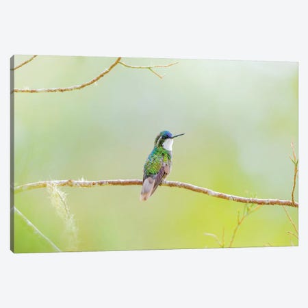 Central America, Costa Rica. Male grey-tailed mountaingem. Canvas Print #JYG522} by Jaynes Gallery Canvas Artwork