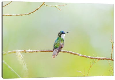 Central America, Costa Rica. Male grey-tailed mountaingem. Canvas Art Print - Central America