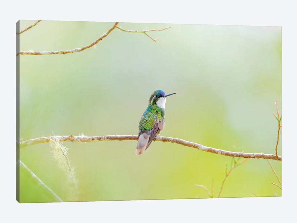Central America, Costa Rica. Male grey-tailed mountaingem. by Jaynes Gallery 1-piece Canvas Wall Art