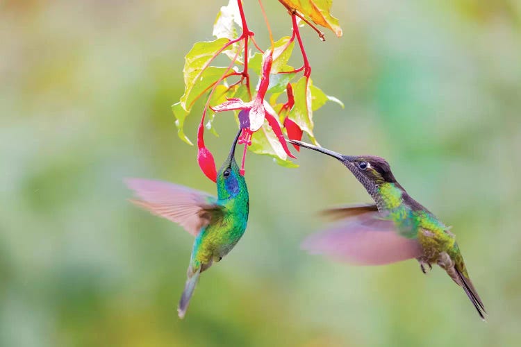 Central America, Costa Rica. Male hummingbirds feeding.