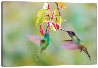 Central America, Costa Rica. Male hummingbirds feeding. Canvas Art Print - Central America