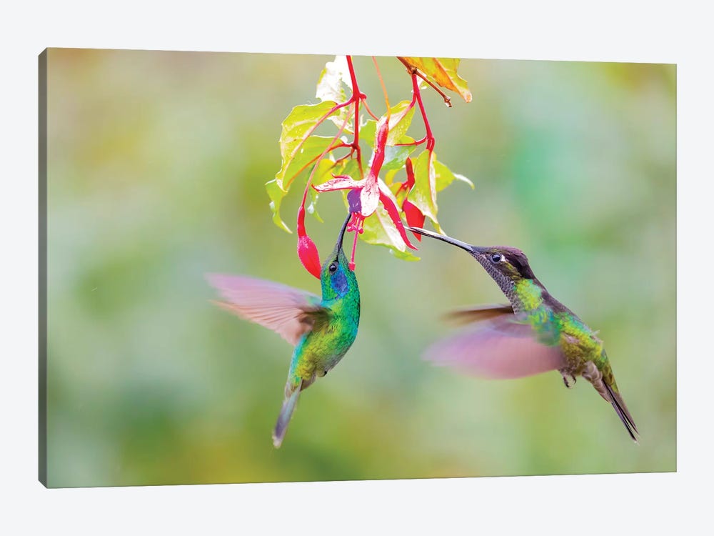 Central America, Costa Rica. Male hummingbirds feeding. by Jaynes Gallery 1-piece Canvas Art Print