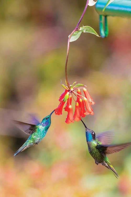 Central America, Costa Rica. Male hummingbirds feeding.