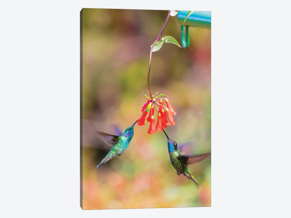 Central America, Costa Rica. Male hummingbirds feeding. by Jaynes Gallery 1-piece Canvas Art