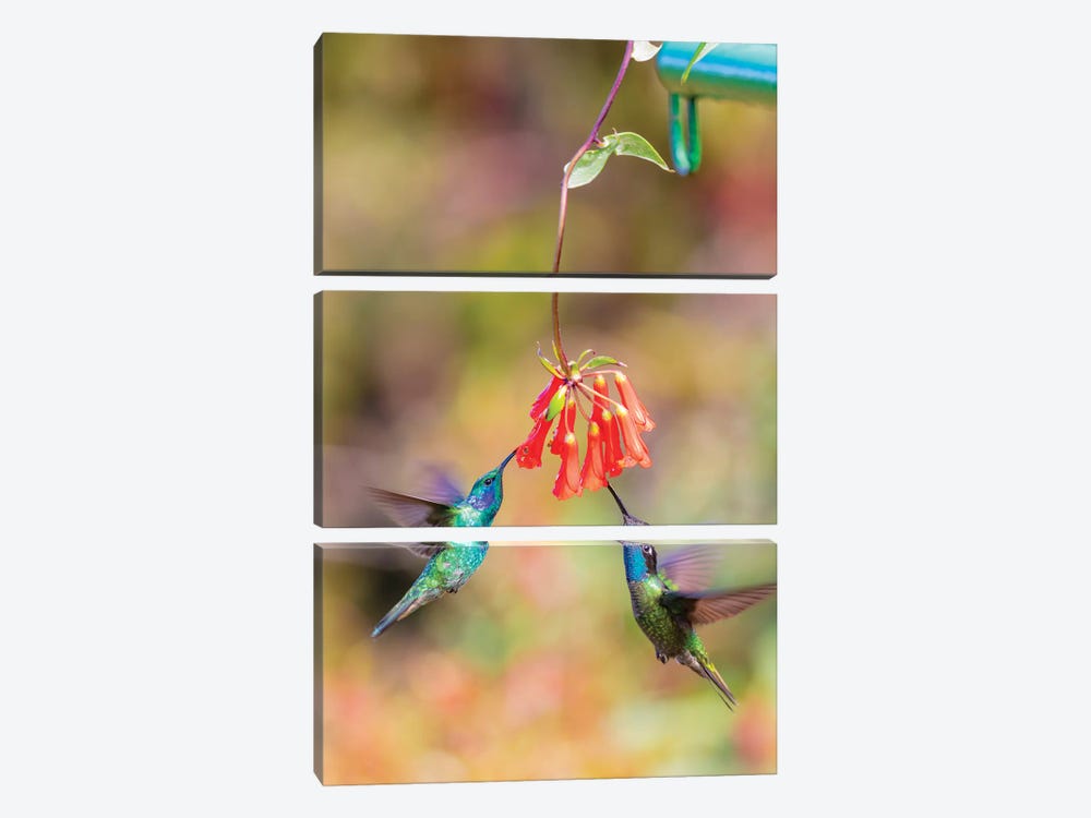 Central America, Costa Rica. Male hummingbirds feeding. by Jaynes Gallery 3-piece Canvas Artwork