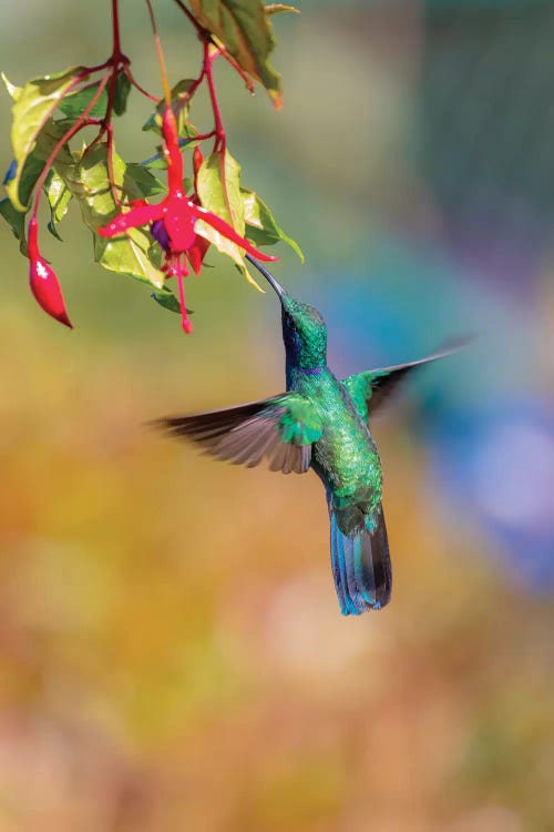 Central America, Costa Rica. Male lesser violetear hummingbird feeding.