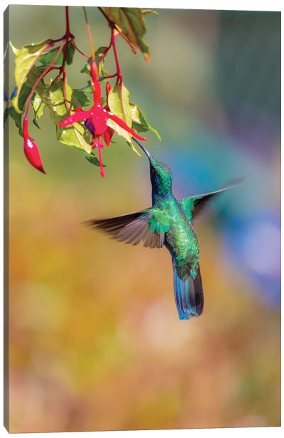 Central America, Costa Rica. Male lesser violetear hummingbird feeding. Canvas Art Print - Jaynes Gallery