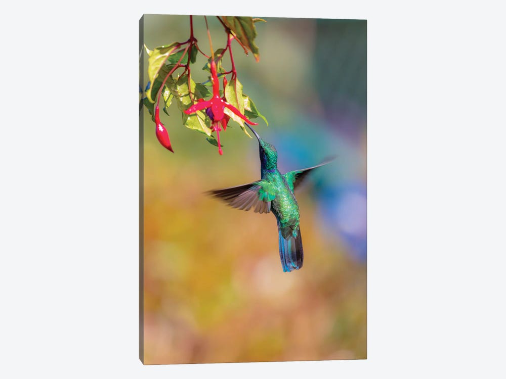 Central America, Costa Rica. Male lesser violetear hummingbird feeding. by Jaynes Gallery 1-piece Canvas Print
