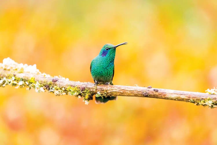 Central America, Costa Rica. Male lesser violetear hummingbird on limb.