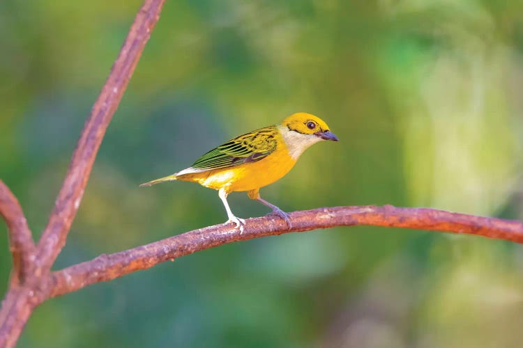 Central America, Costa Rica. Male silver-throated tanager in tree.