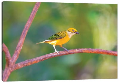 Central America, Costa Rica. Male silver-throated tanager in tree. Canvas Art Print - Costa Rica Art