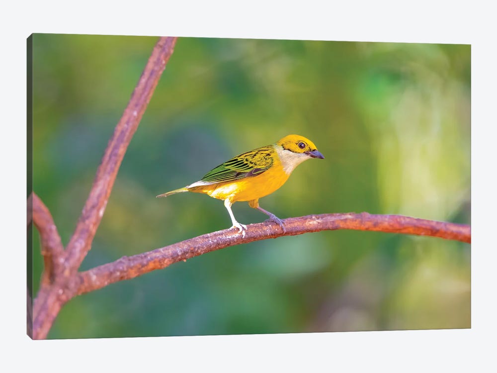 Central America, Costa Rica. Male silver-throated tanager in tree. by Jaynes Gallery 1-piece Art Print