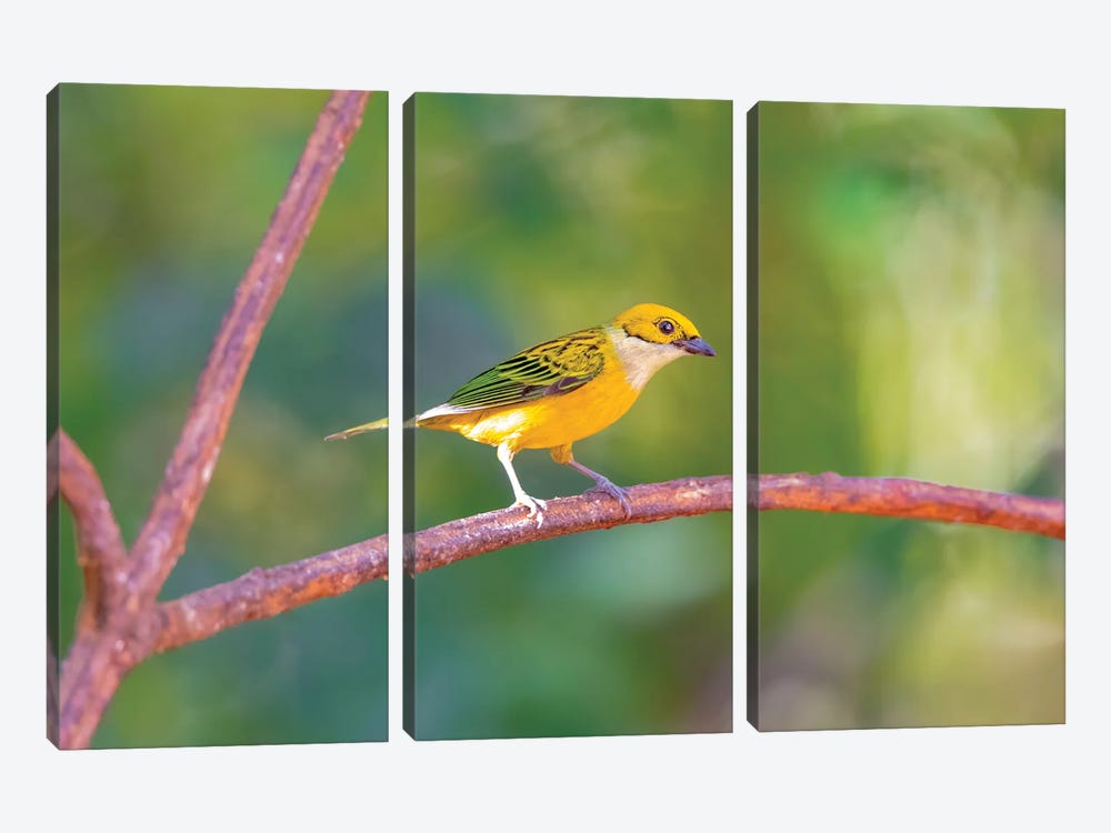Central America, Costa Rica. Male silver-throated tanager in tree. by Jaynes Gallery 3-piece Canvas Print