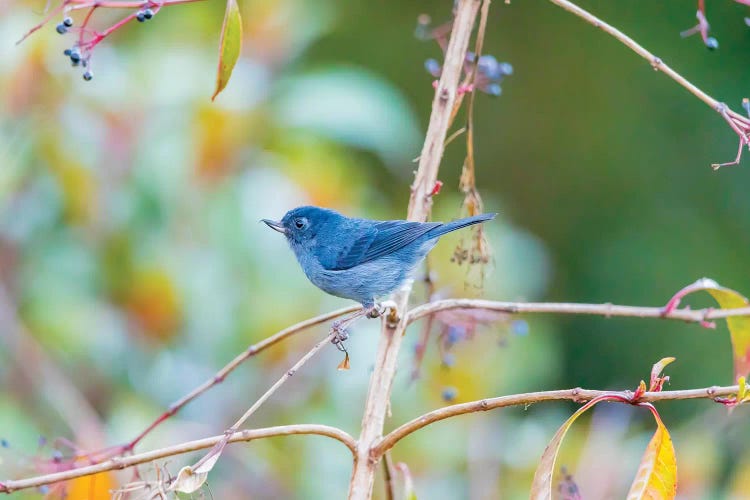 Central America, Costa Rica. Male slaty flowerpiercer.