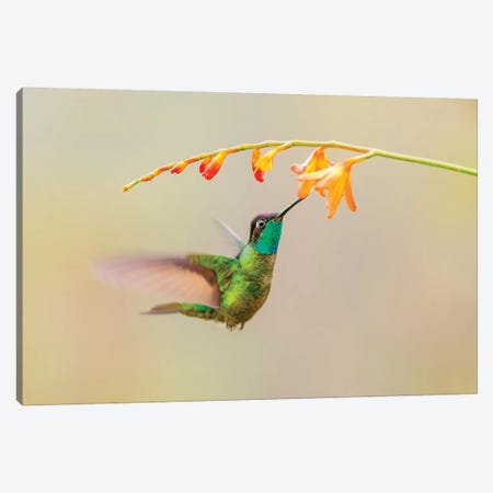 Central America, Costa Rica. Male talamanca hummingbird feeding. Canvas Print #JYG529} by Jaynes Gallery Canvas Artwork