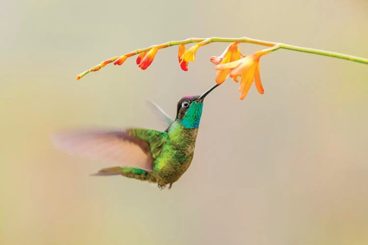 Central America, Costa Rica. Male talamanca hummingbird feeding.