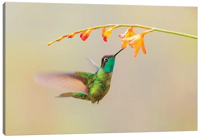 Central America, Costa Rica. Male talamanca hummingbird feeding. Canvas Art Print - Costa Rica Art