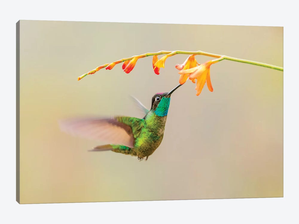 Central America, Costa Rica. Male talamanca hummingbird feeding. by Jaynes Gallery 1-piece Art Print