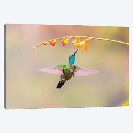 Central America, Costa Rica. Male talamanca hummingbird feeding. Canvas Print #JYG530} by Jaynes Gallery Art Print