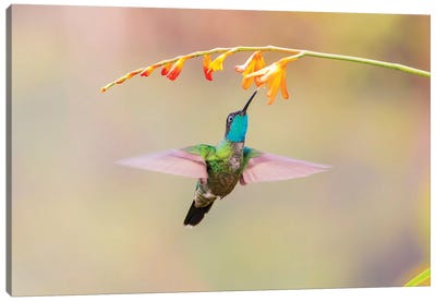 Central America, Costa Rica. Male talamanca hummingbird feeding. Canvas Art Print - Costa Rica